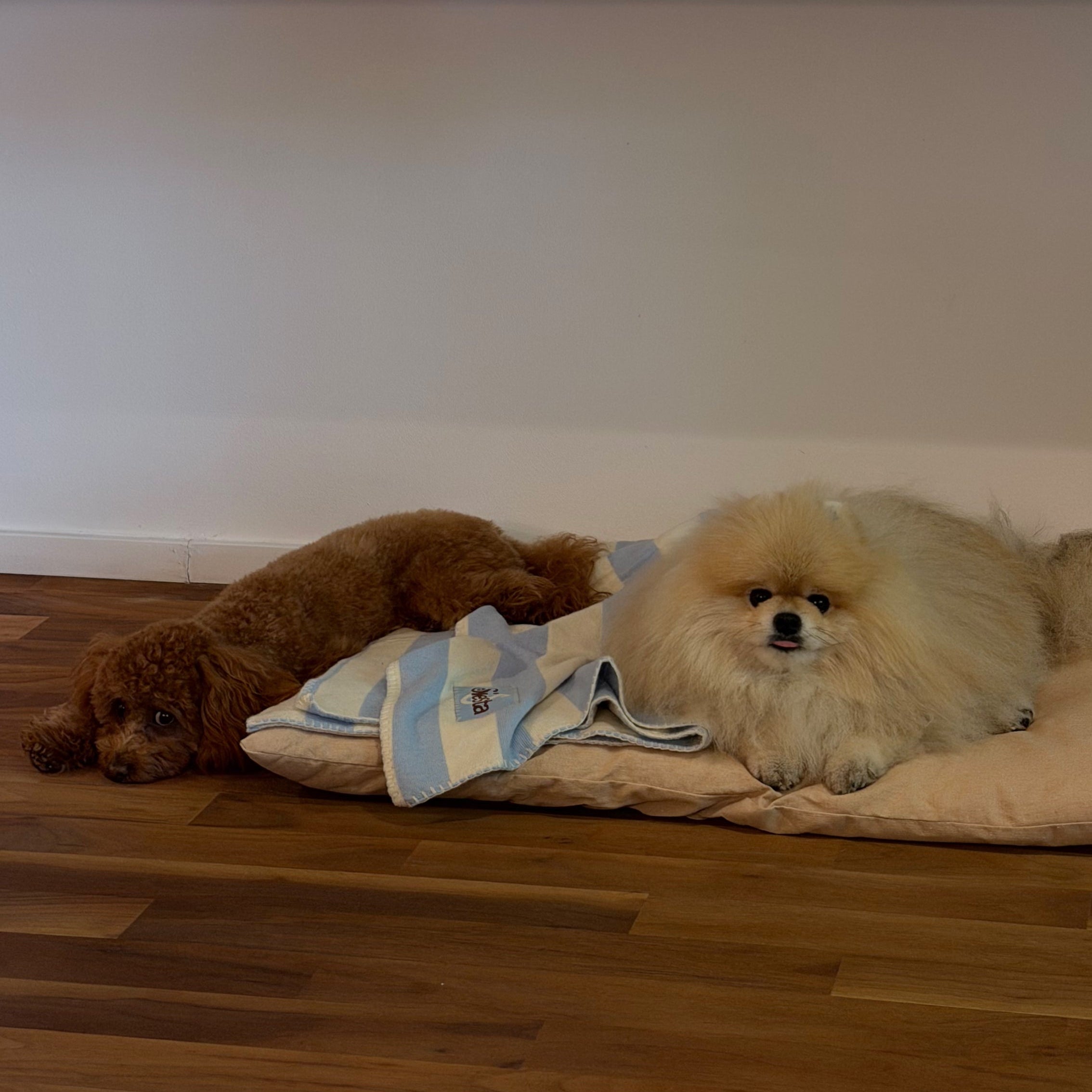 Small dog sitting on a wooden floor next to a wall with a light fixture and a picture frame.