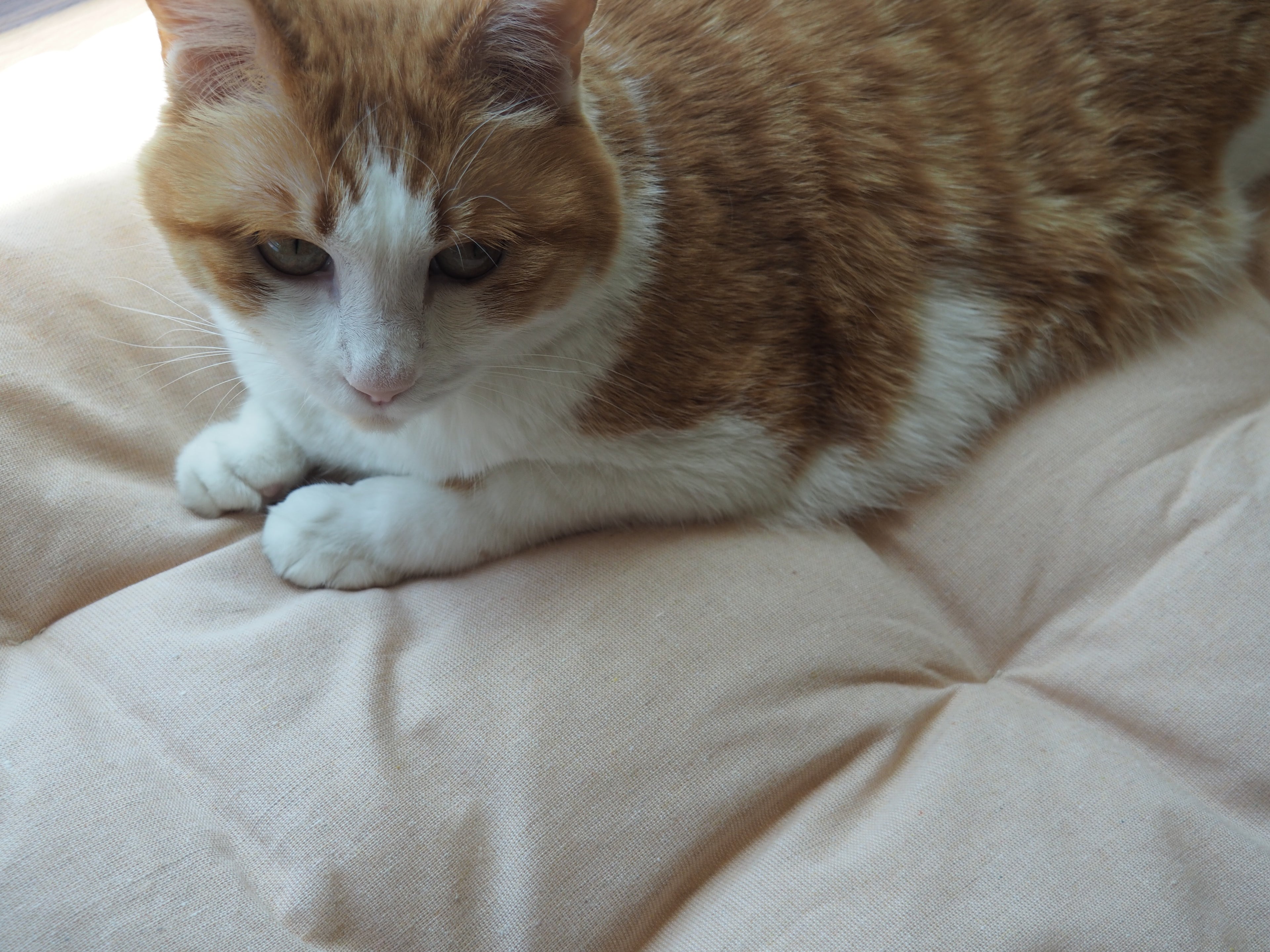 Orange and white cat lying on a beige cushion