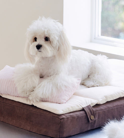 White dog sitting on a brown and white pet bed in a room with a window.