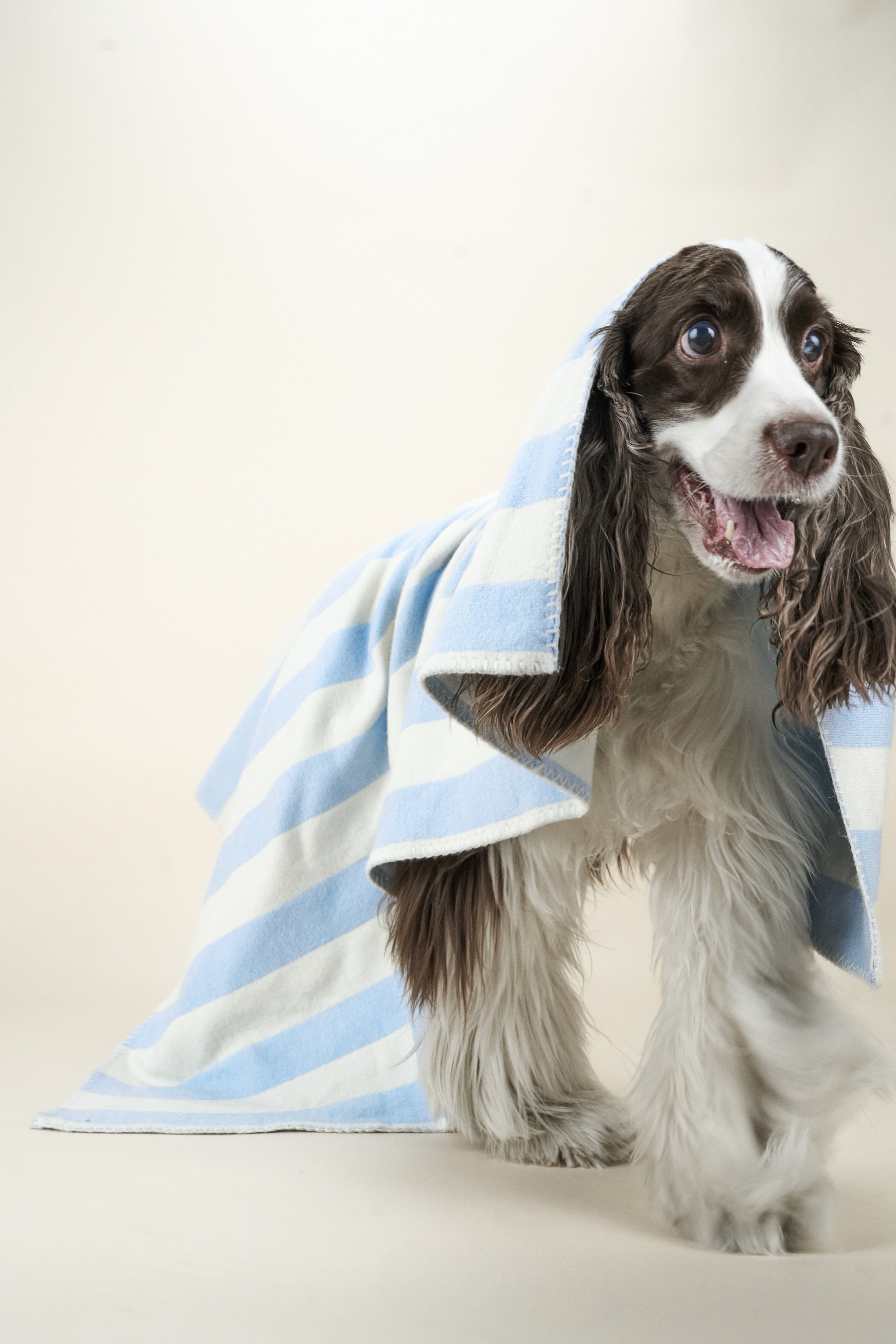 Dog wrapped in a blue and white striped towel on a light background