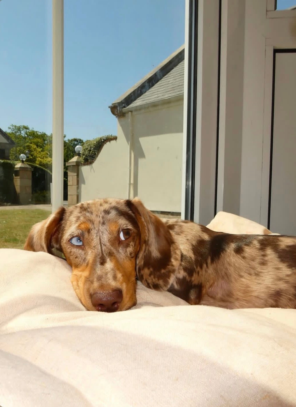 Dapple-colored dachshund lying on a couch with a house and blue sky in the background