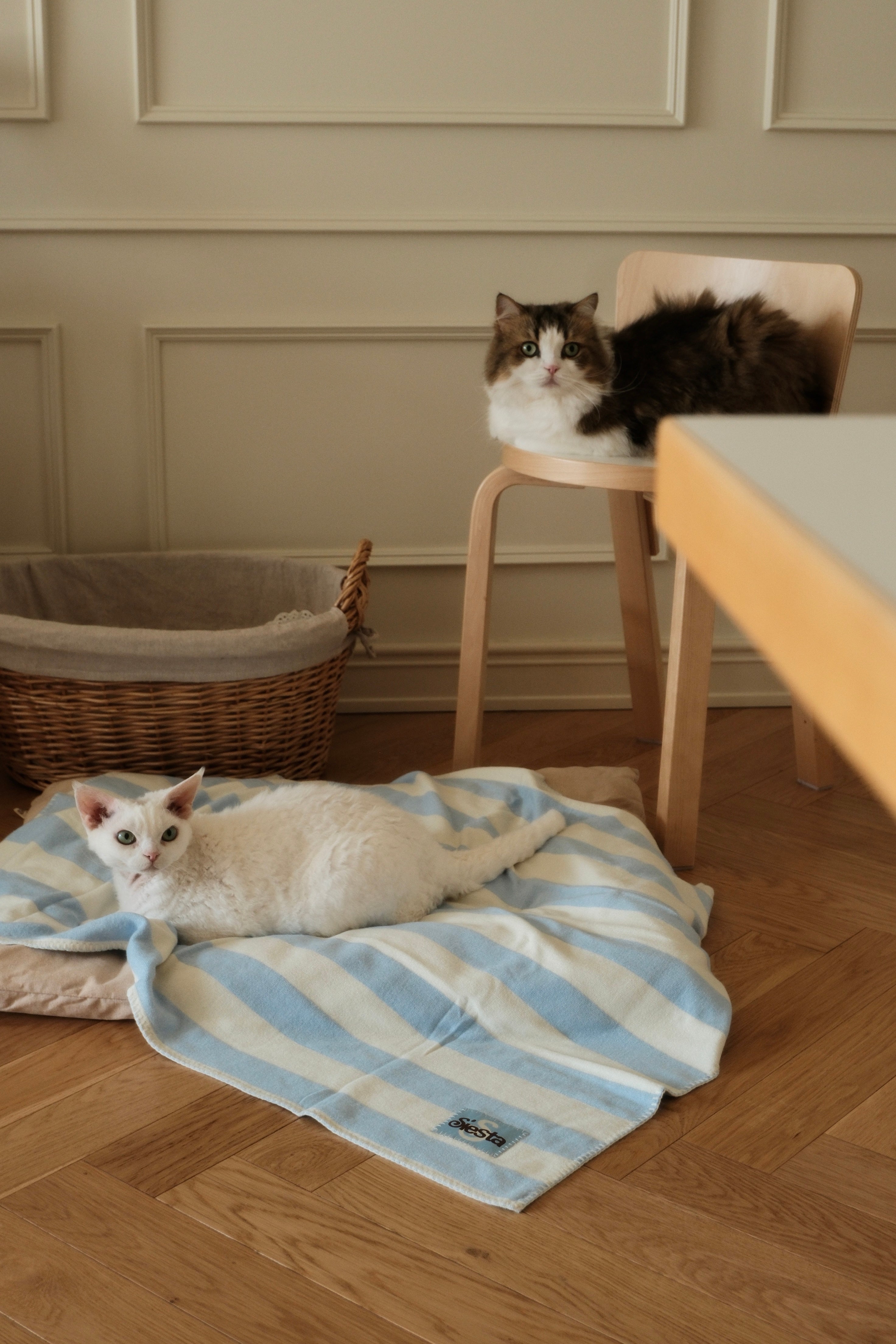 Two cats, one on a striped blanket and the other on a chair, in a room with wooden flooring and a neutral wall.