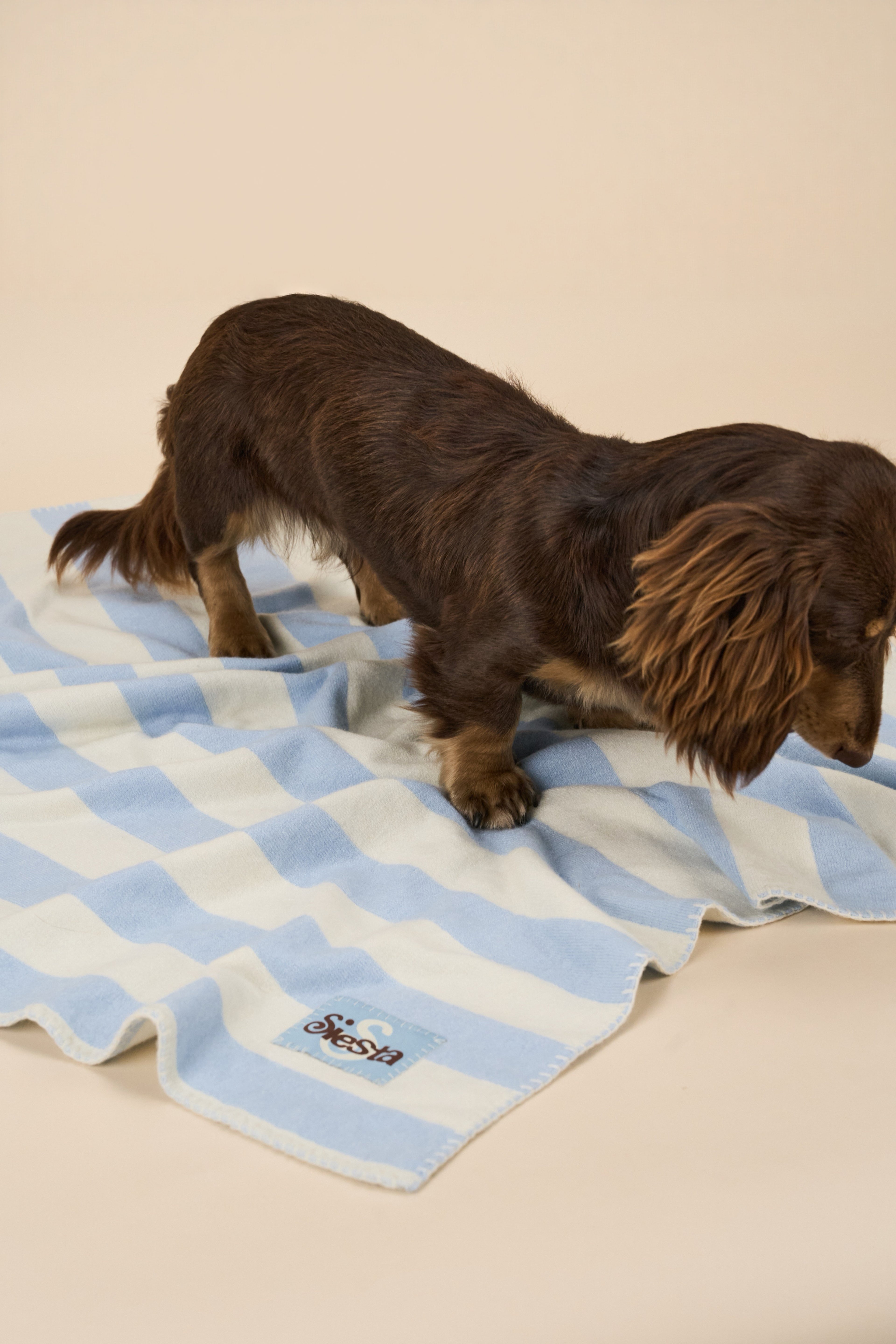 Dog standing on a blue and white checkered blanket with a beige background