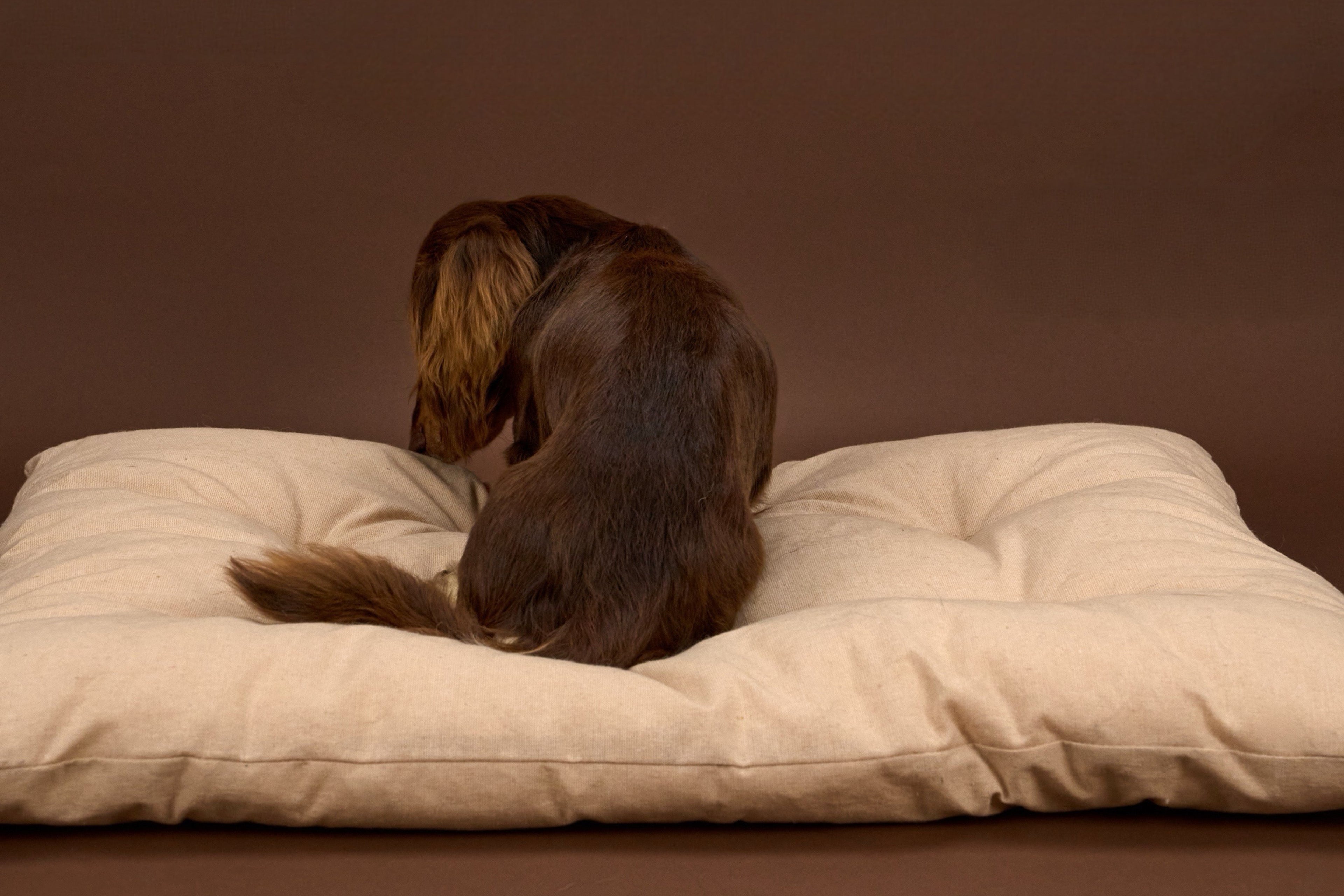 Dog sitting on a beige cushion against a brown background