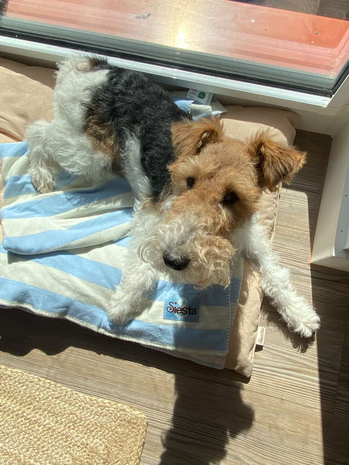 Dog lying on a striped blanket with a plush toy resembling a dog