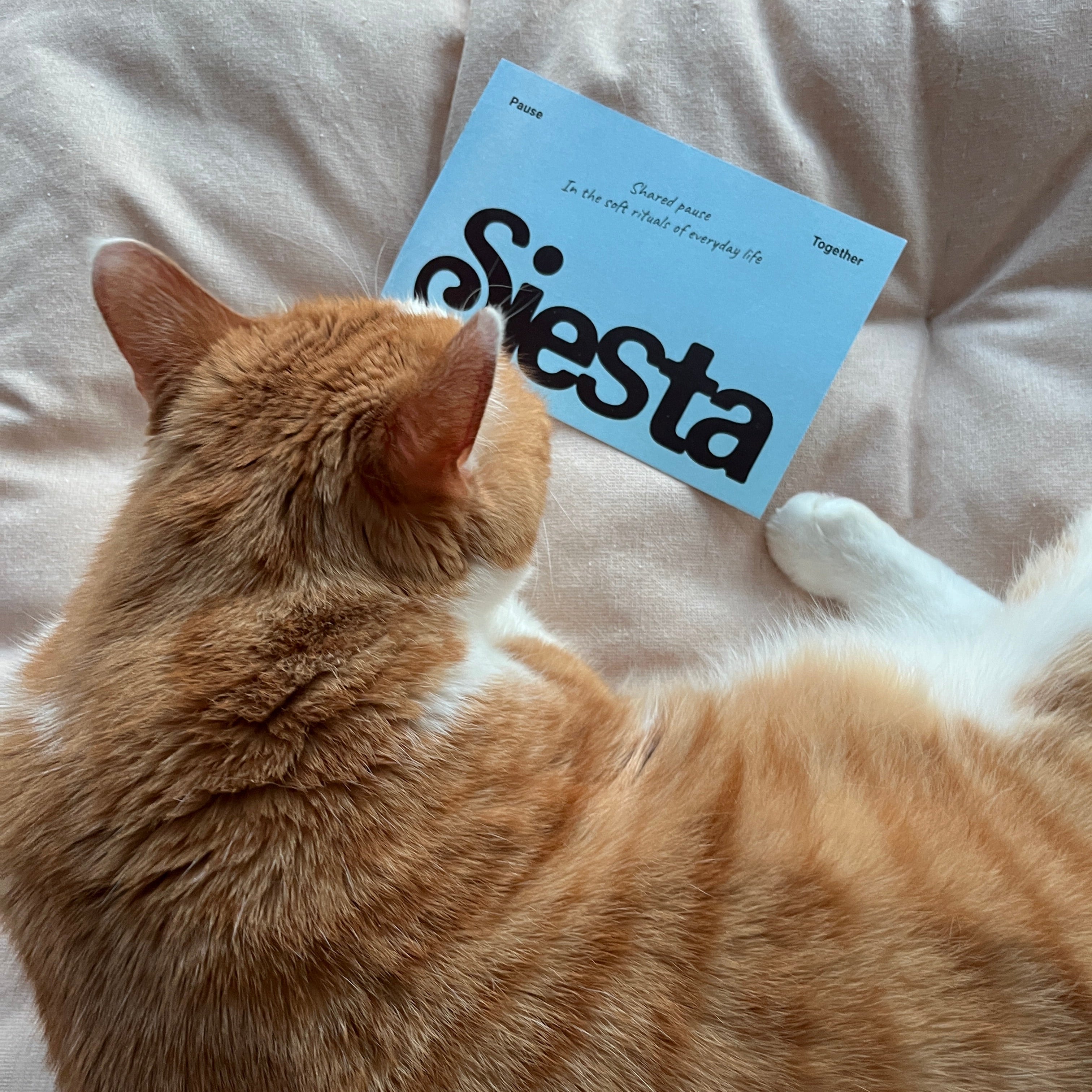 Cat lying on a cushion next to a Siesta card