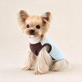 A small Yorkshire Terrier dog wearing a light blue and dark brown pet harness with a white collar, sitting against a solid beige studio background.
