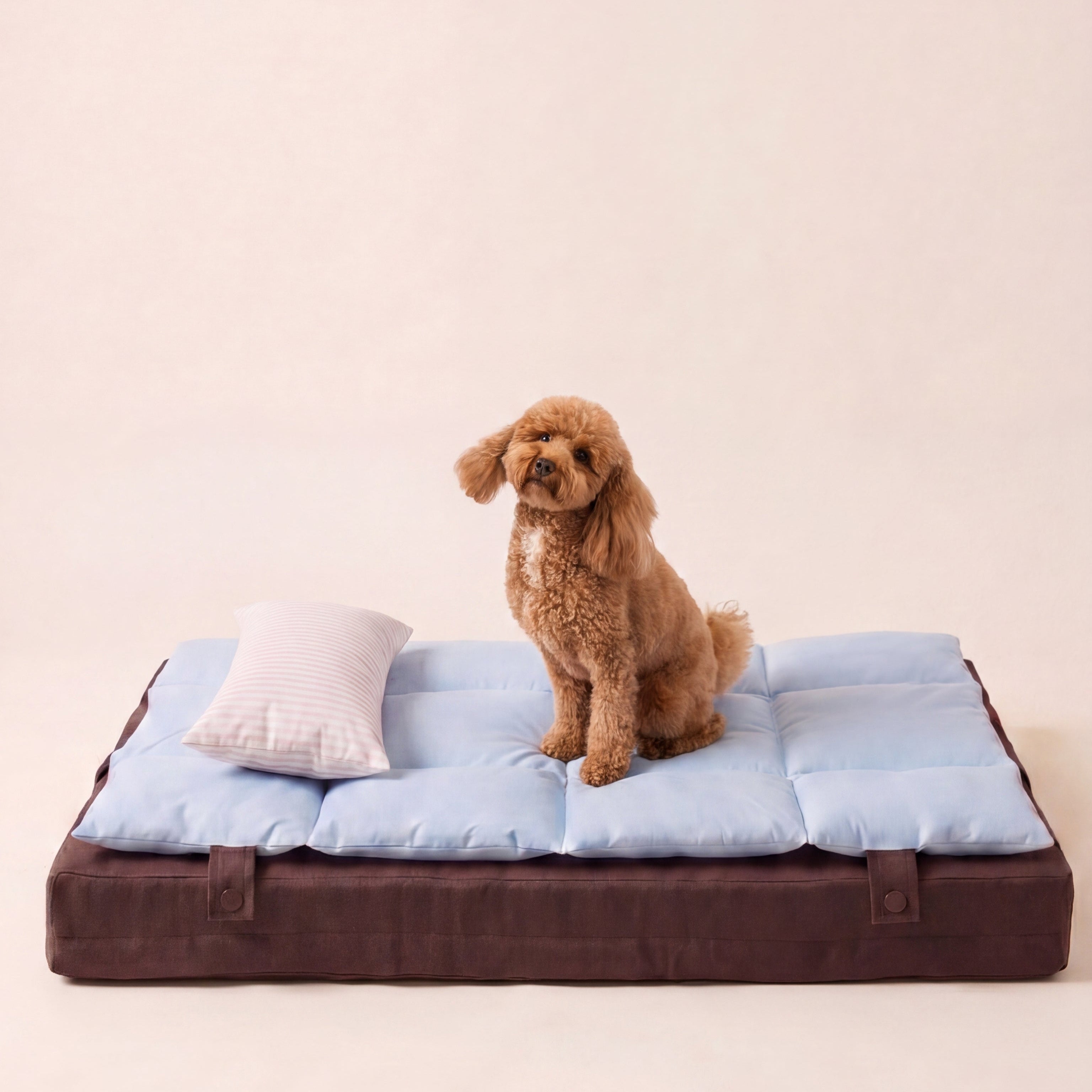 Dog sitting on a blue pet bed with a white pillow against a beige background