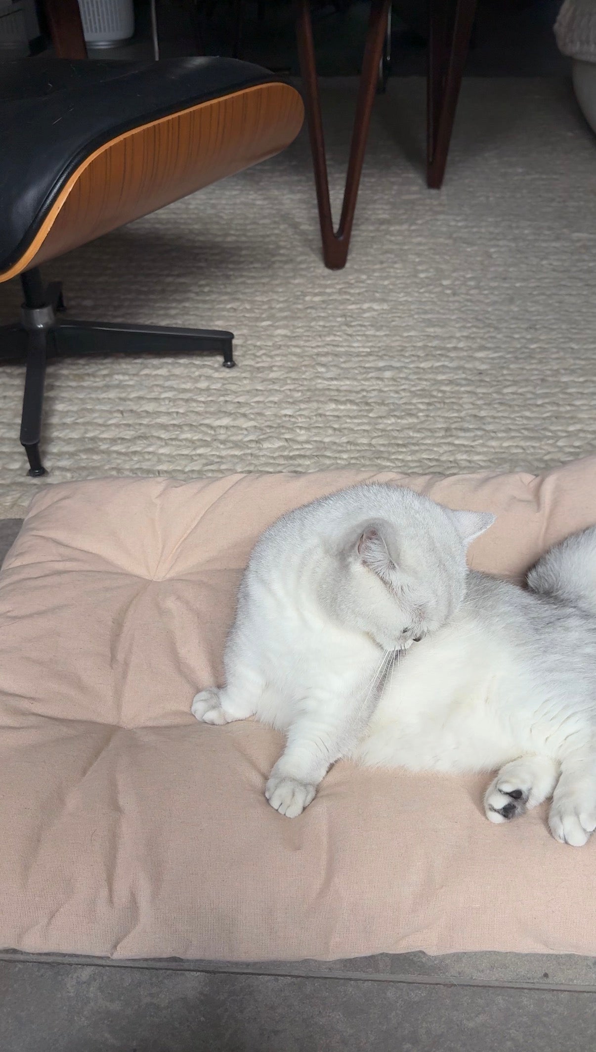 Two white cats lying on a beige cushion in an indoor setting.