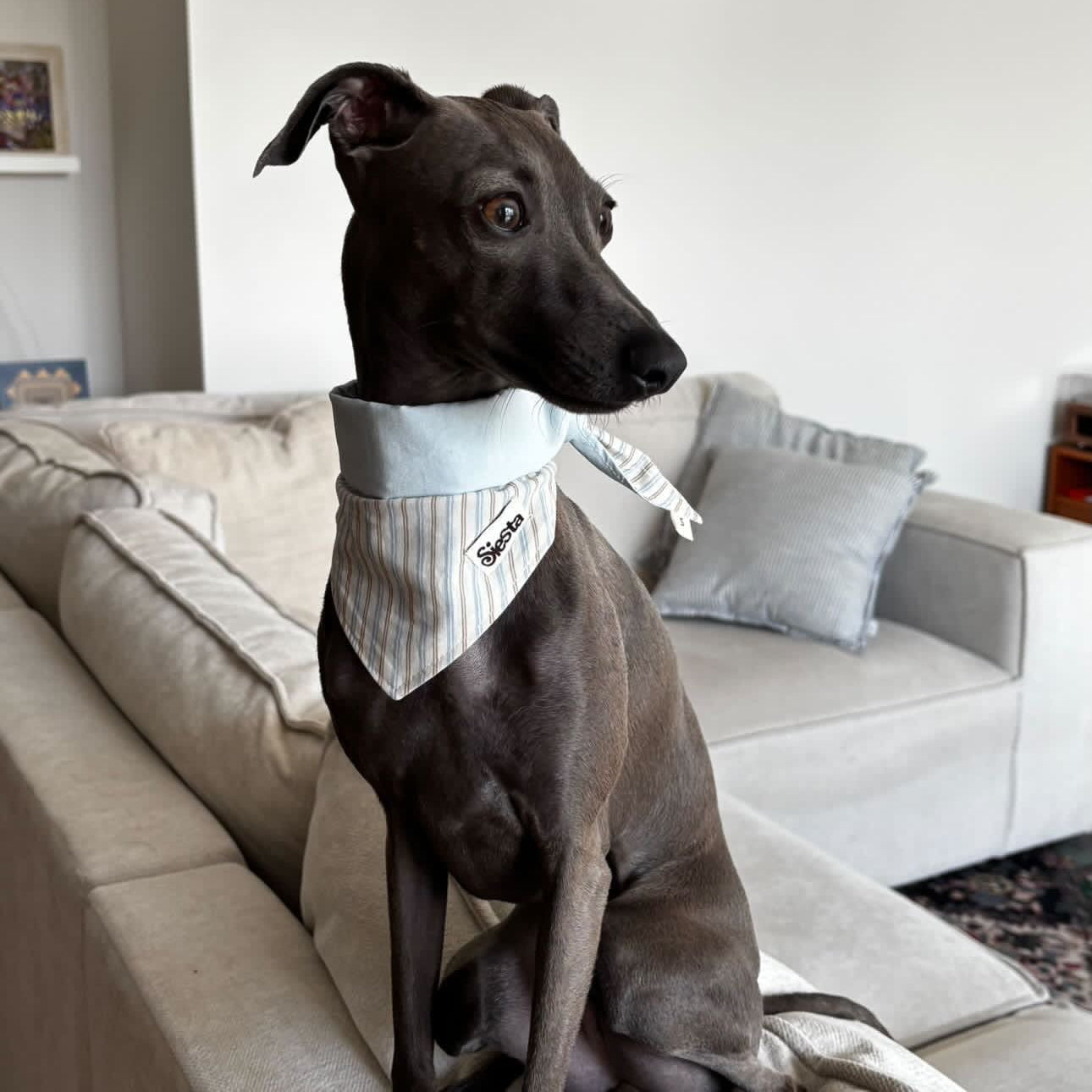 A greyhound dog wearing a white and grey striped bandana sits on a light beige sofa in a modern living room.